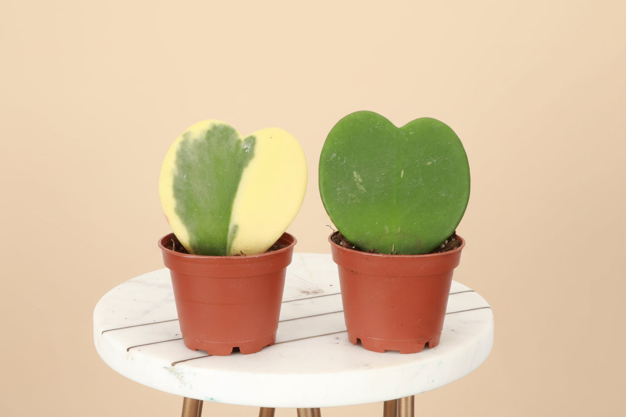 The Hoya Kerrii, or Sweetheart Plant, features adorable heart-shaped leaves perfect for gifting or home decor. This low-maintenance tropical vine thrives in bright, indirect light and may bloom fragrant flowers. Ideal for hanging baskets or shelves, it’s a charming, love-filled addition to any space!