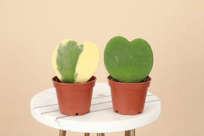 The Hoya Kerrii, or Sweetheart Plant, features adorable heart-shaped leaves perfect for gifting or home decor. This low-maintenance tropical vine thrives in bright, indirect light and may bloom fragrant flowers. Ideal for hanging baskets or shelves, it’s a charming, love-filled addition to any space!