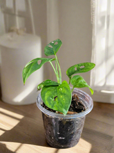 The Monstera Adansonii, or Swiss Cheese Plant, features striking, perforated leaves perfect for trailing or climbing. This low-maintenance plant thrives in bright, indirect light and high humidity. Ideal for beginners and collectors, it adds tropical charm and texture to any space with ease. Toxic to pets.