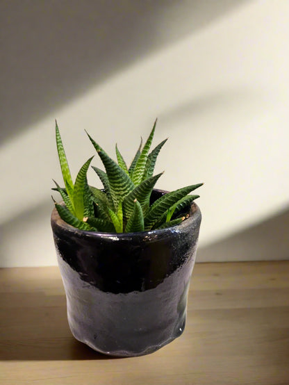 The Zebra Plant (Haworthia Fasciata) is a striking, low-maintenance succulent with bold white-striped leaves. Perfect for desks and shelves, it thrives in indirect light, requires minimal watering, and adds a modern touch to any space. Non-toxic and drought-tolerant, it’s an easy-care statement plant for any collection.