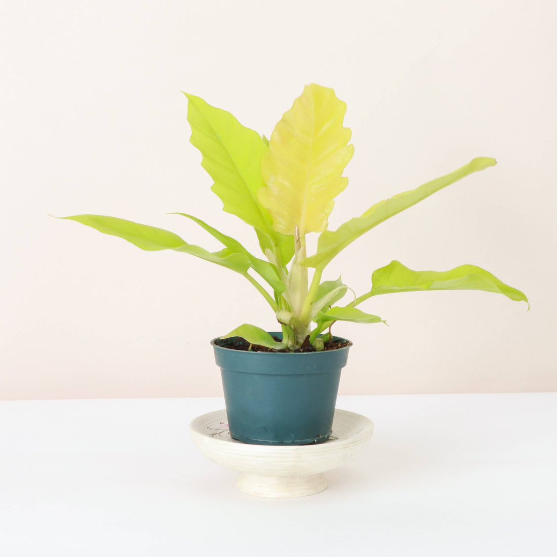Philodendron Golden Crocodile is a vibrant and captivating houseplant, celebrated for its elongated, serrated leaves that start as a striking golden yellow and mature into a rich yellow-green. The more light it gets, the brighter its color becomes.