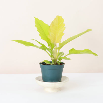 Philodendron Golden Crocodile is a vibrant and captivating houseplant, celebrated for its elongated, serrated leaves that start as a striking golden yellow and mature into a rich yellow-green. The more light it gets, the brighter its color becomes.