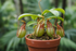 The Nepenthes &