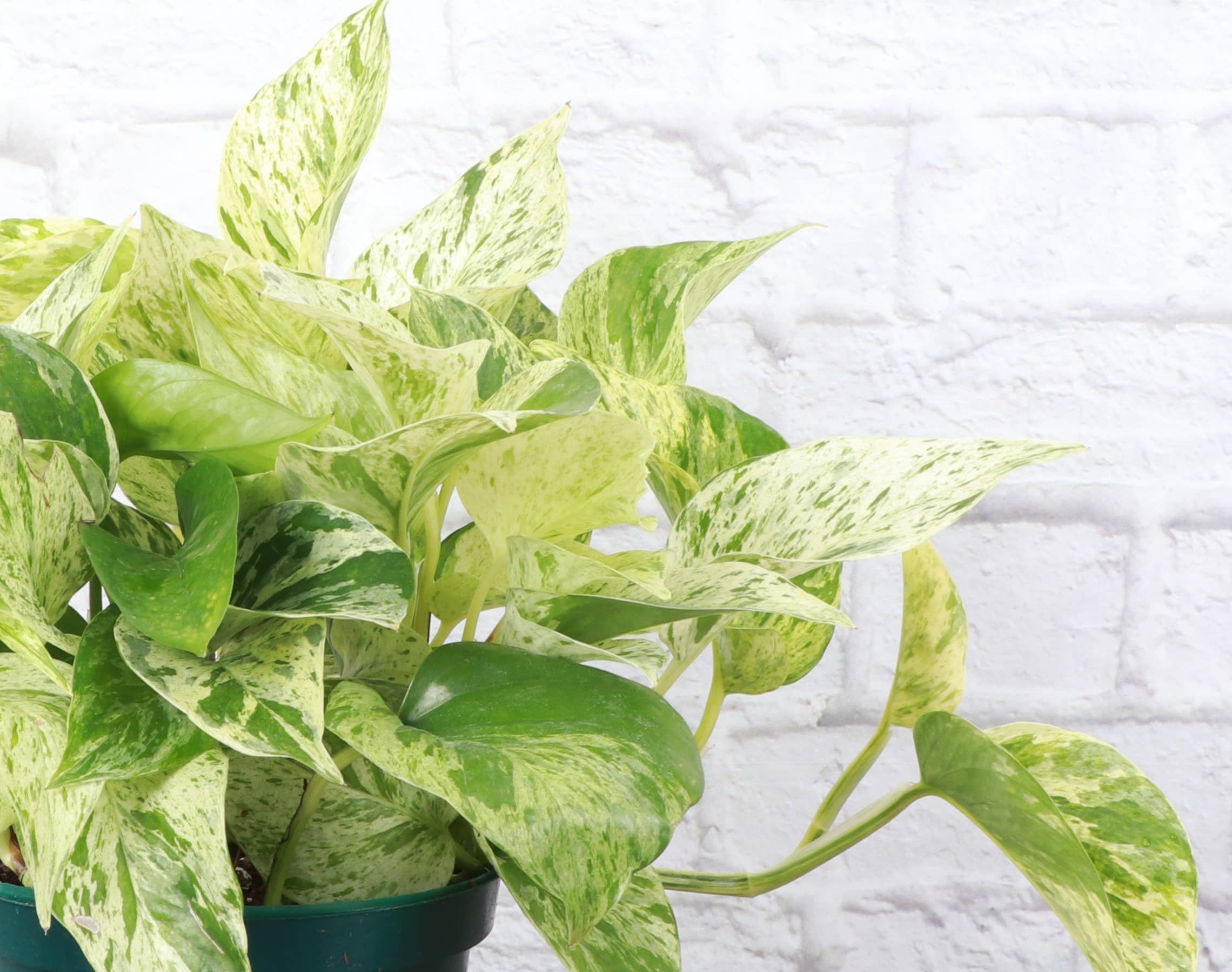 Marble Queen Pothos Plant (Epipremnum Aureum)