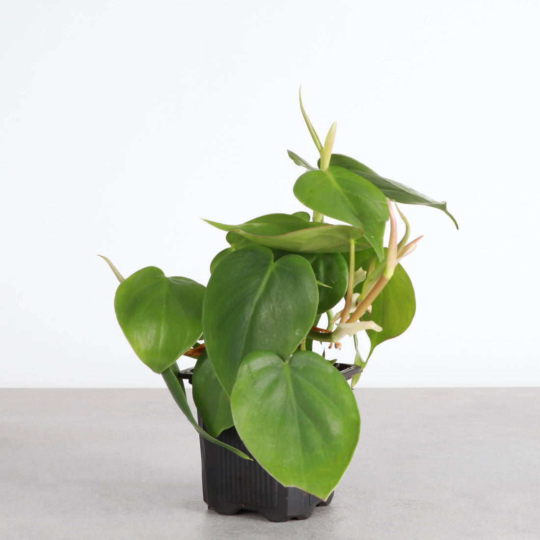 Heartleaf Philodendron 3&quot; Plant (Philodendron hederaceum)