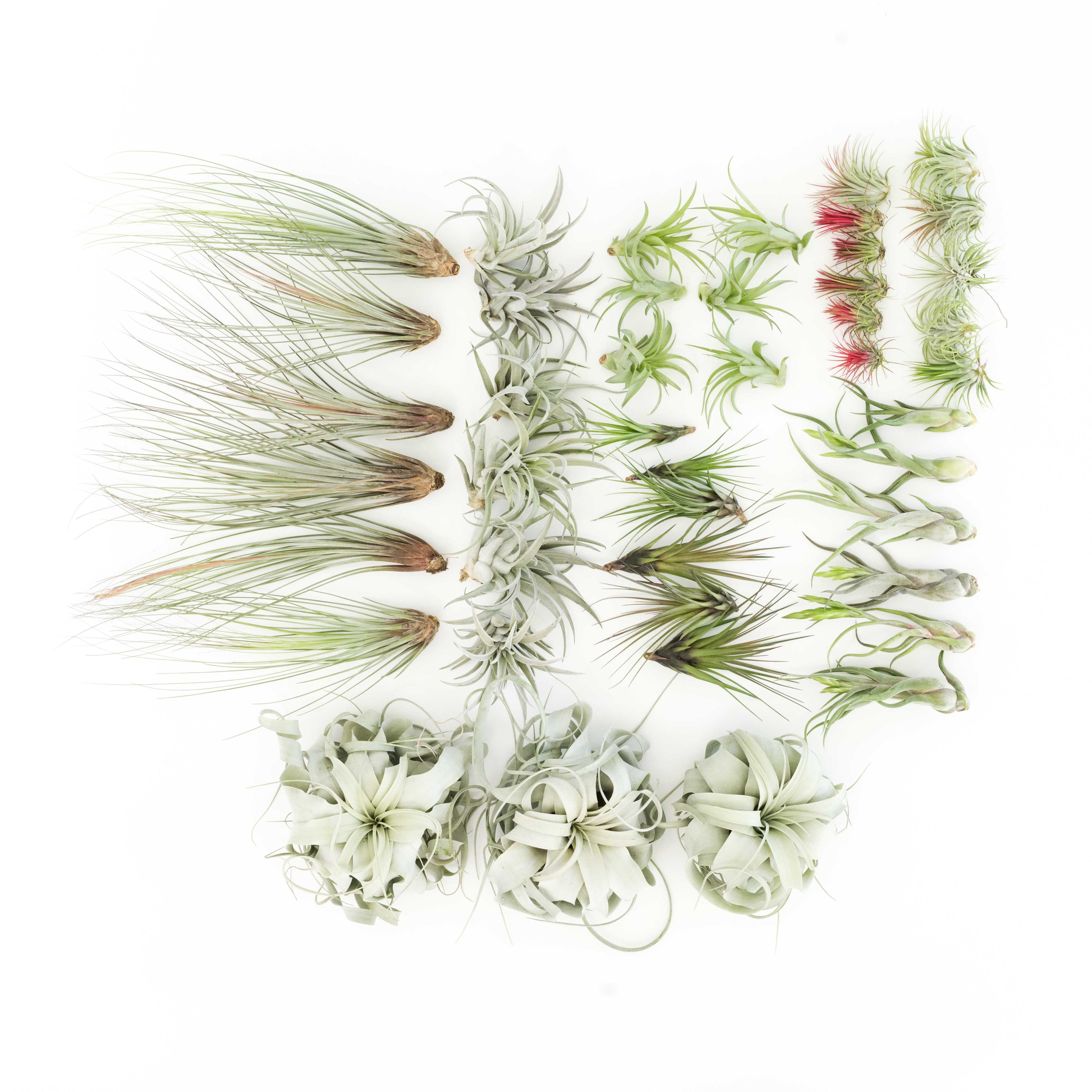 Juncea, Tillandsia Air Plants