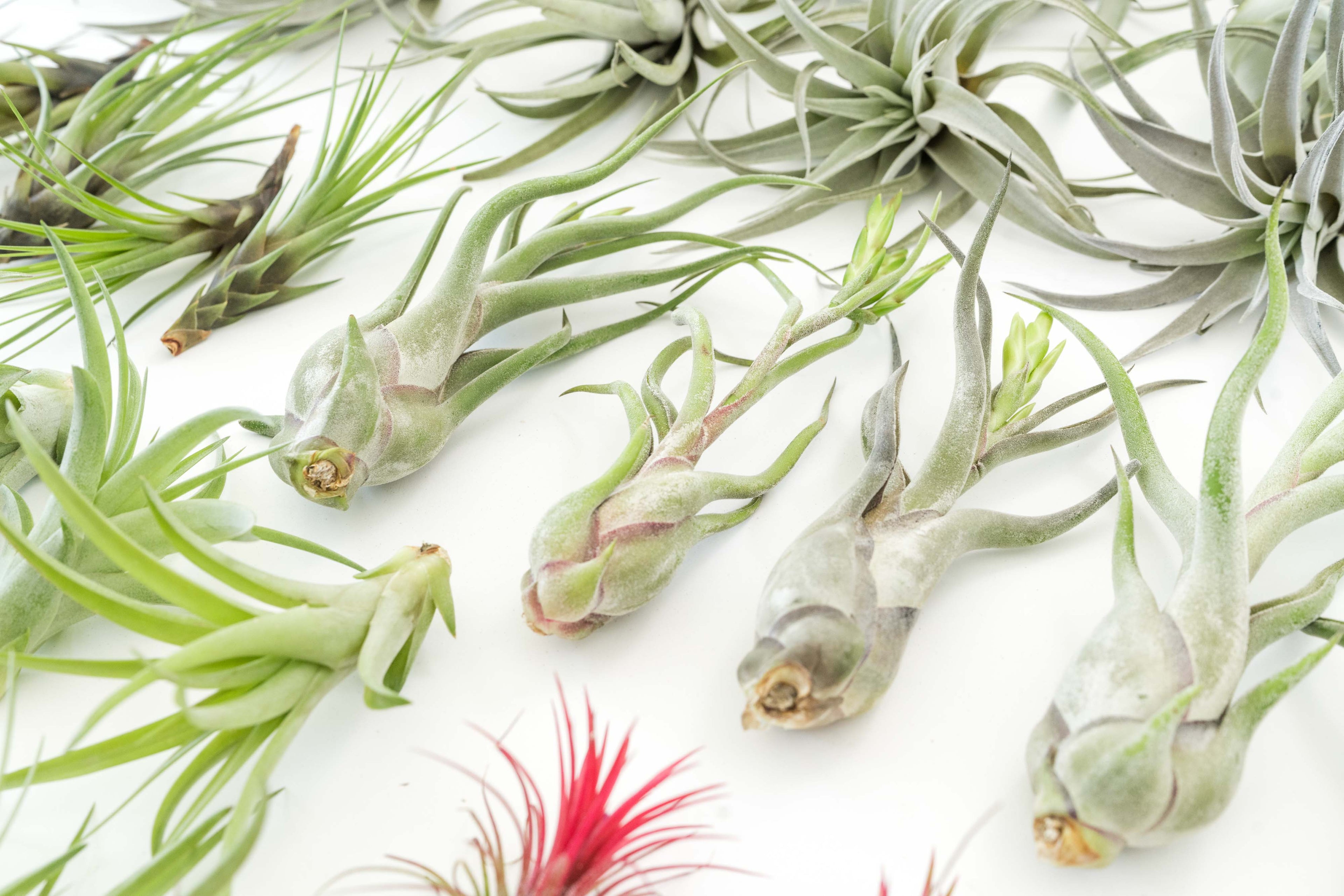 Caput Medusae Tillandsia Air Plants