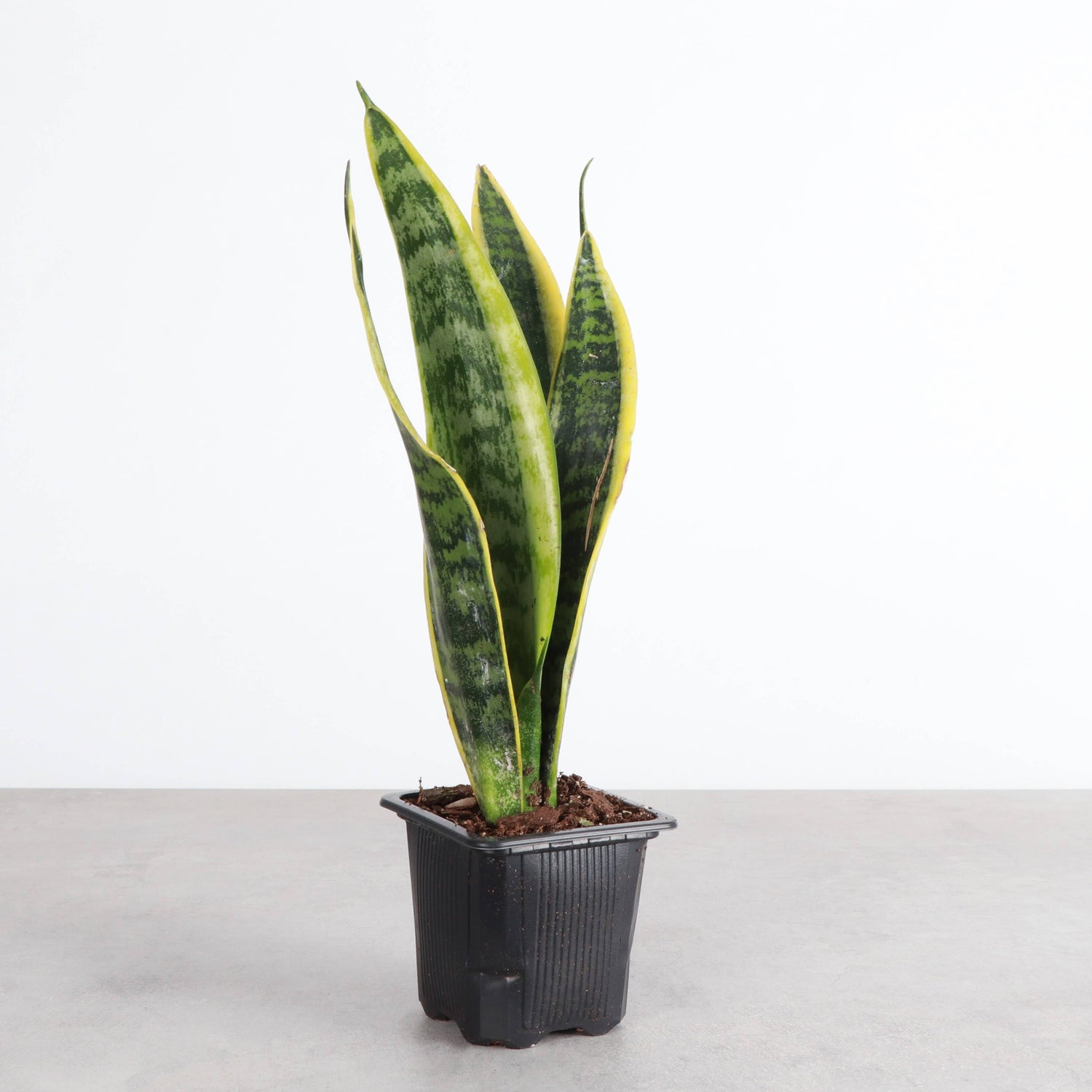 Variegated Laurentii Snake Plant (Dracaena trifasciata)