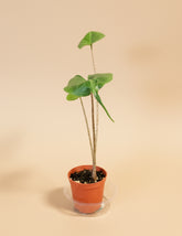 Alocasia macrorrhiza ‘Stingray’ is a striking tropical plant with unique, stingray-shaped leaves. It thrives in bright, indirect light, high humidity, and well-draining soil. A medium-care plant, it needs consistent moisture but avoids overwatering.