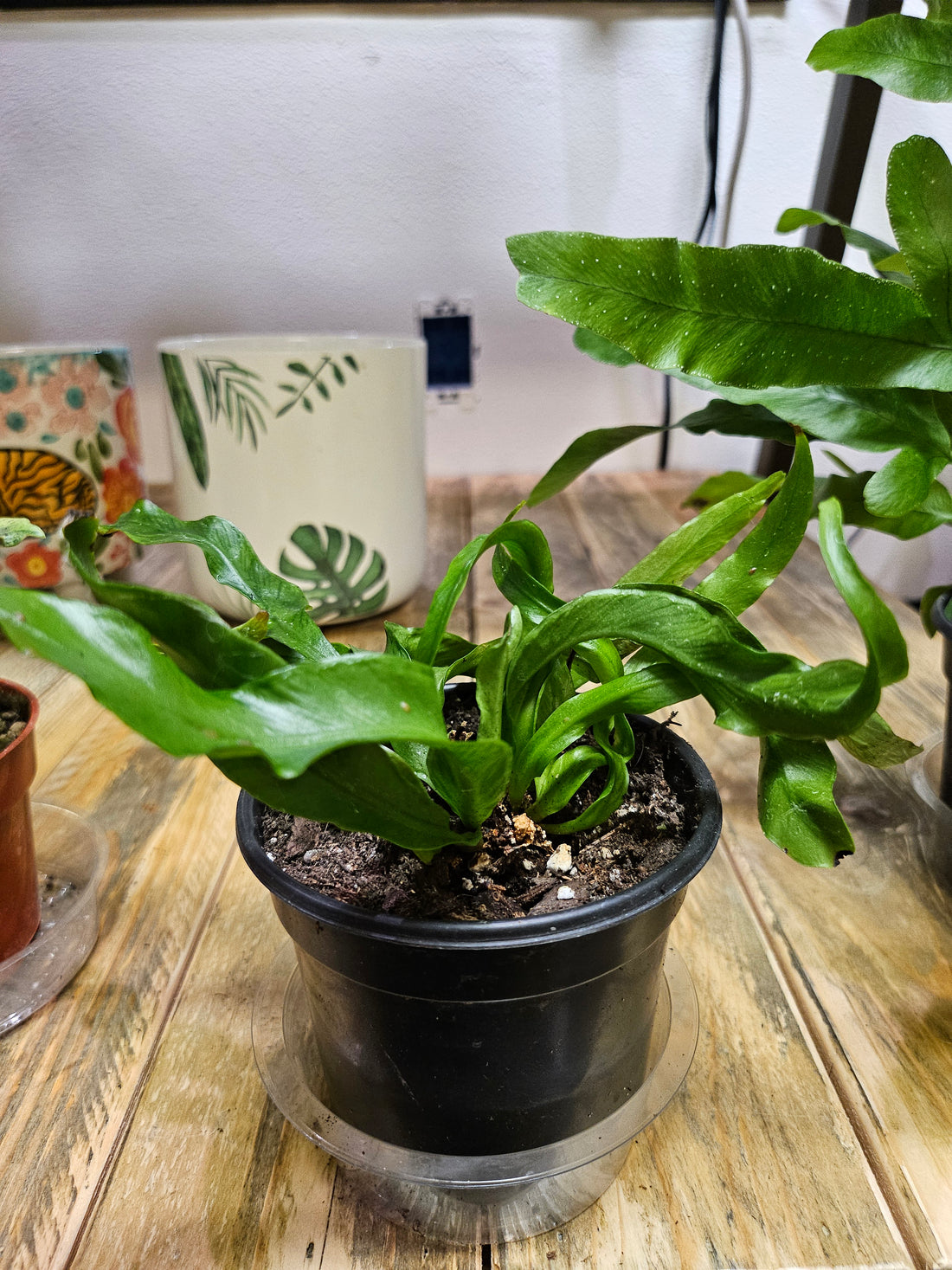 Asplenium antiquum &