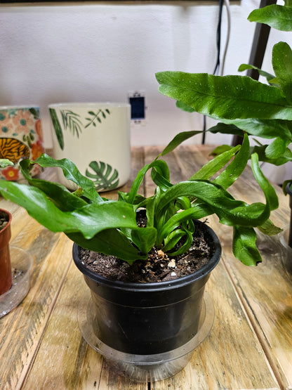 Asplenium antiquum &