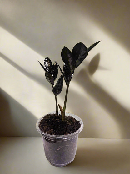 The ZZ Black Queen is a rare, low-maintenance houseplant with stunning deep black foliage. Thrives in low light, drought-tolerant, and purifies air. Perfect for modern spaces, it’s a must-have for collectors. Limited availability due to slow growth—get yours now for a bold, statement plant that’s nearly impossible to kill!