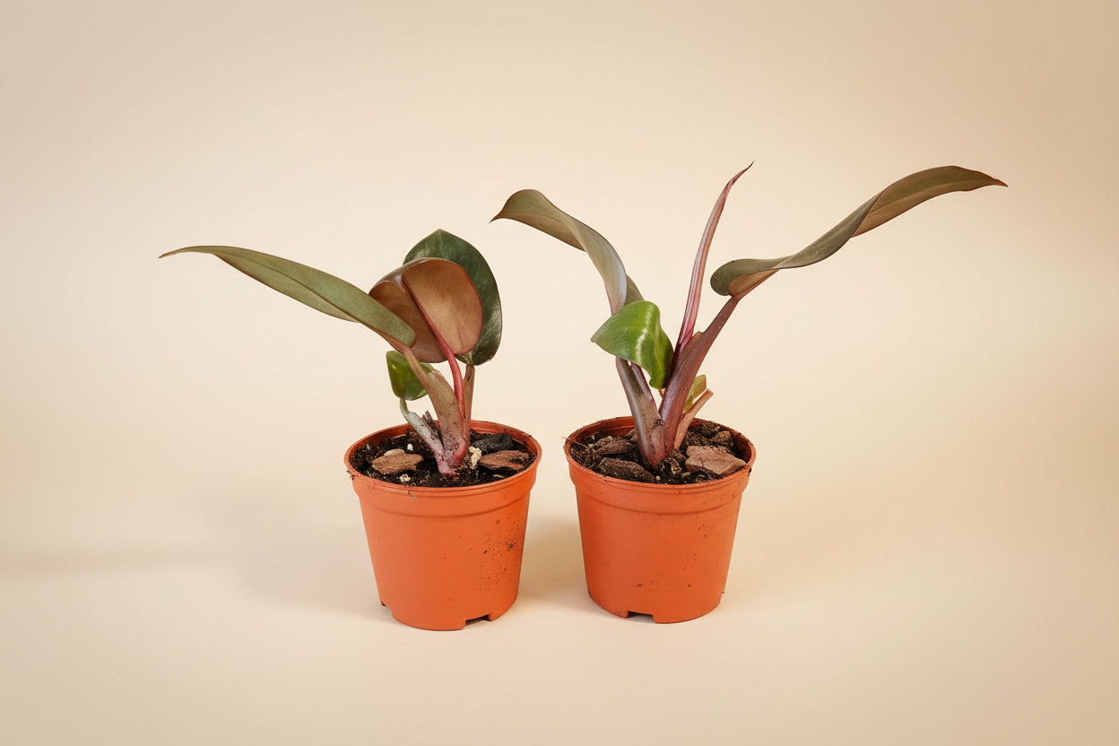 philodendron erubescens black cardinal Philodendron 'Black Cardinal' Rare Plant (Philodendron erubescens) – Jungle Relics
