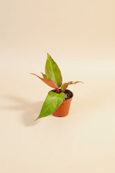 Philodendron Red King shows deep red new leaves that mature to glossy green. A compact, regal aroid that thrives in bright, indirect light indoors.