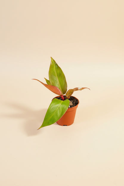Philodendron Red King shows deep red new leaves that mature to glossy green. A compact, regal aroid that thrives in bright, indirect light indoors.