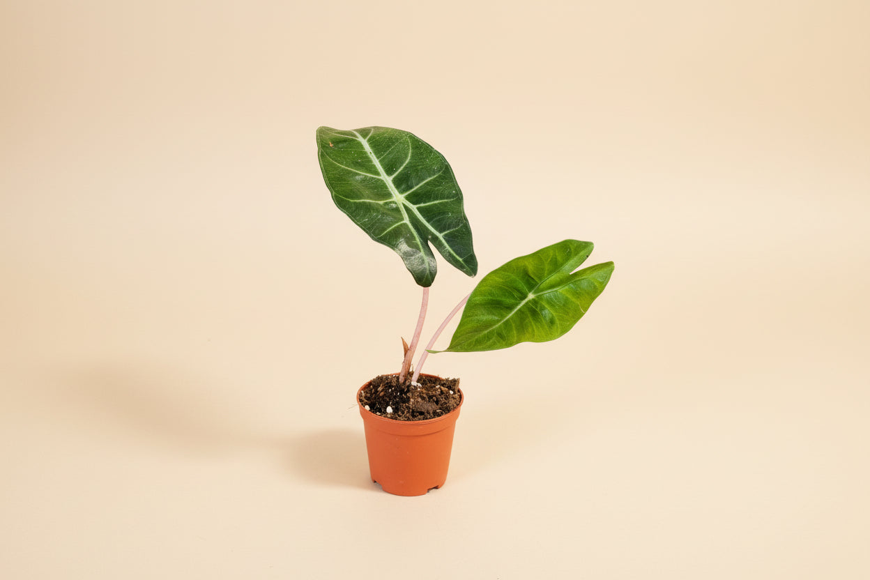 Rare and stunning, the Pink Princess Alocasia features bold pink variegation, glossy foliage, and tropical vibes—perfect for collectors and plant lovers