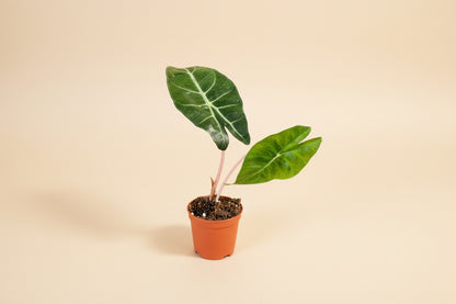 Rare and stunning, the Pink Princess Alocasia features bold pink variegation, glossy foliage, and tropical vibes—perfect for collectors and plant lovers