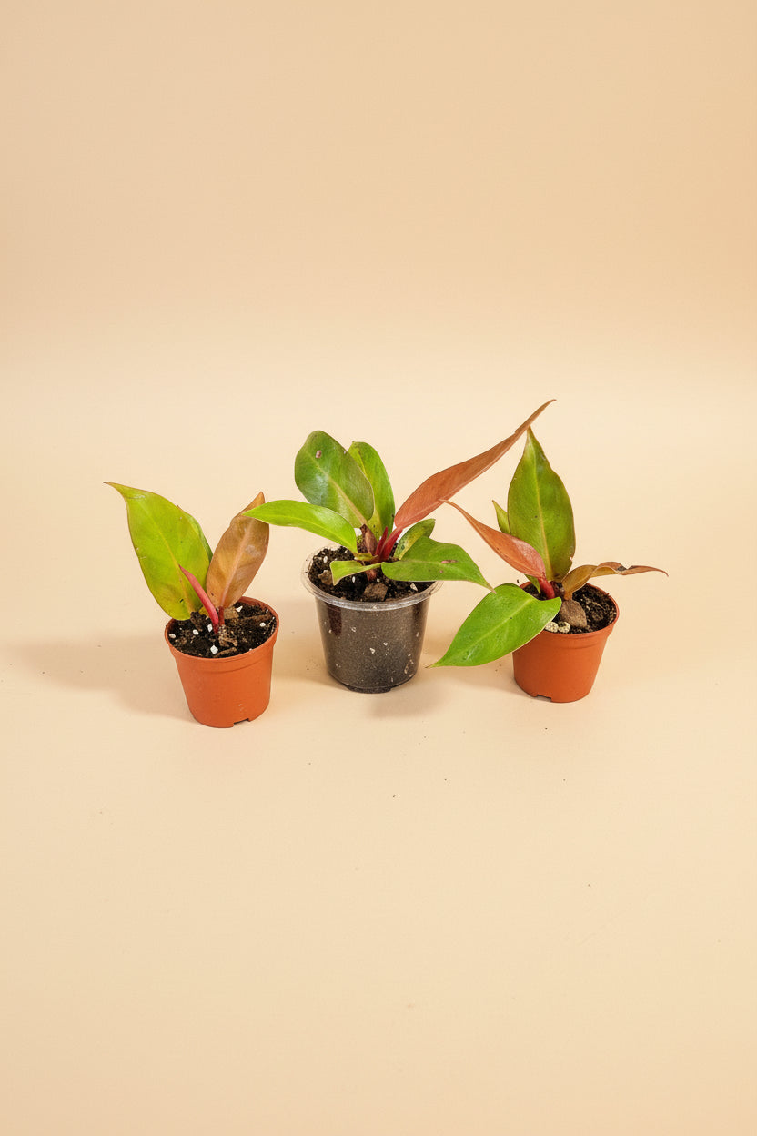 king philodendron Philodendron Sun Red, 4" Plant