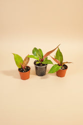 Philodendron Red King shows deep red new leaves that mature to glossy green. A compact, regal aroid that thrives in bright, indirect light indoors.