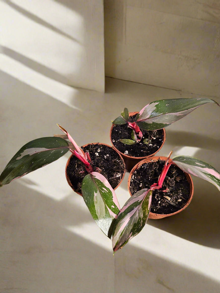 The Pink Princess Philodendron is a highly sought-after houseplant known for its stunning pink variegation. With dark green leaves splashed with vibrant pink and white, it’s a favorite among collectors. Thriving in bright, indirect light, this plant adds bold color to any space. 