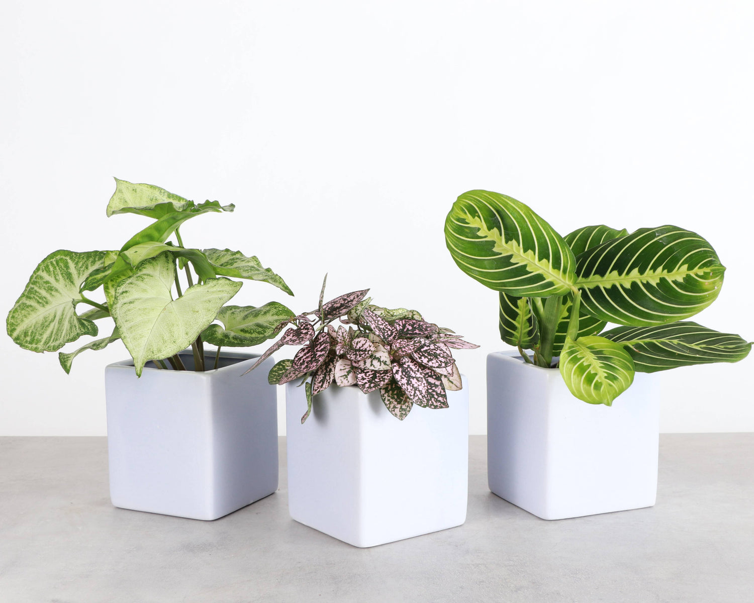 Sky Blue ceramic wall planter for succulents, air plants, and 3" pots. Modern wall-mounted design adds bright, space-saving style to any indoor plant display.