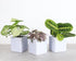 Sky Blue ceramic wall planter for succulents, air plants, and 3" pots. Modern wall-mounted design adds bright, space-saving style to any indoor plant display.