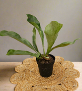 Bring tropical beauty into your home or garden with the striking Staghorn Fern (Platycerium bifurcatum), known for its antler-like fronds and unique ability to attach to trees. Perfect for USDA zone 9a and warmer, it thrives indoors and outdoors in dappled light or indoors as a low-maintenance.