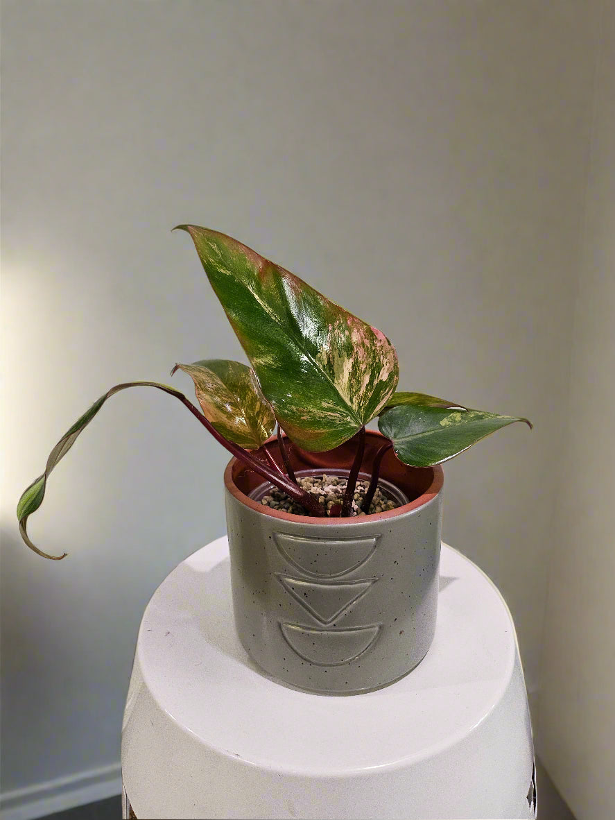 Philodendron Strawberry Shake stuns with pink, cream, and green variegation. A rare gem, it thrives in bright, indirect light—perfect for plant collectors