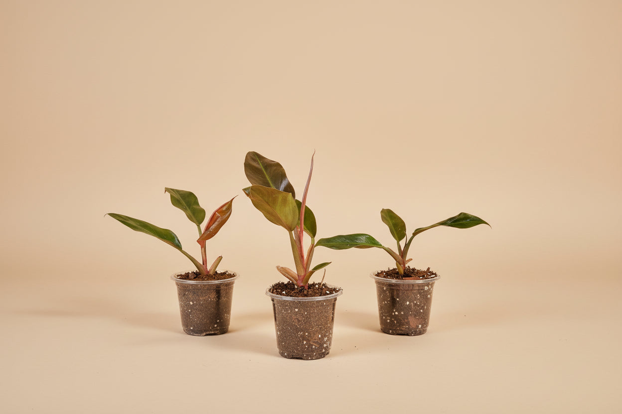 Philodendron ‘Imperial Red’ features bold, glossy burgundy-to-green leaves and upright growth. An elegant, low-maintenance plant perfect for statement styling.