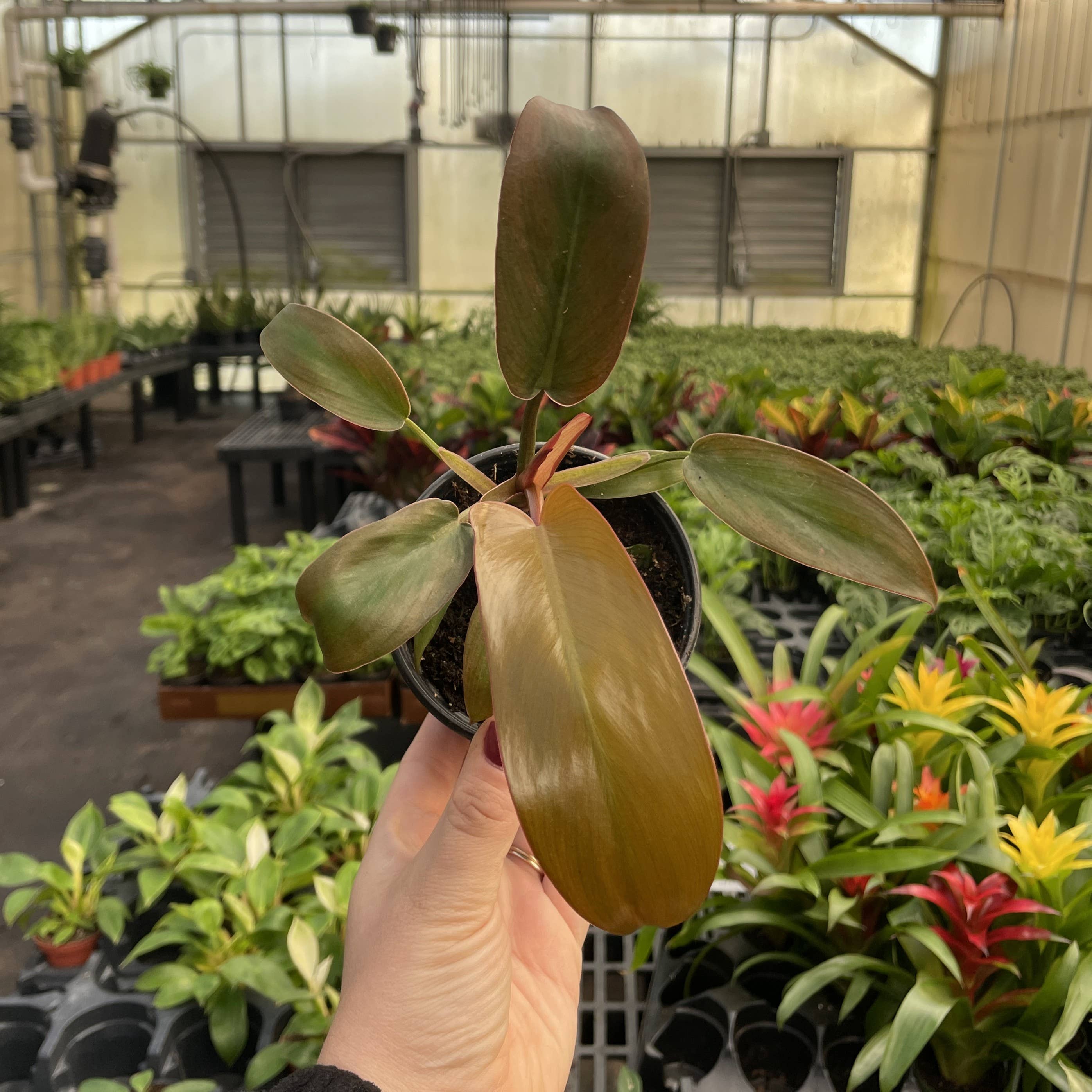 Philodendron Sayaka 4&quot; Rare Live Plant