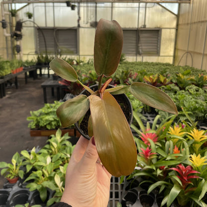 Philodendron Sayaka 4&quot; Rare Live Plant