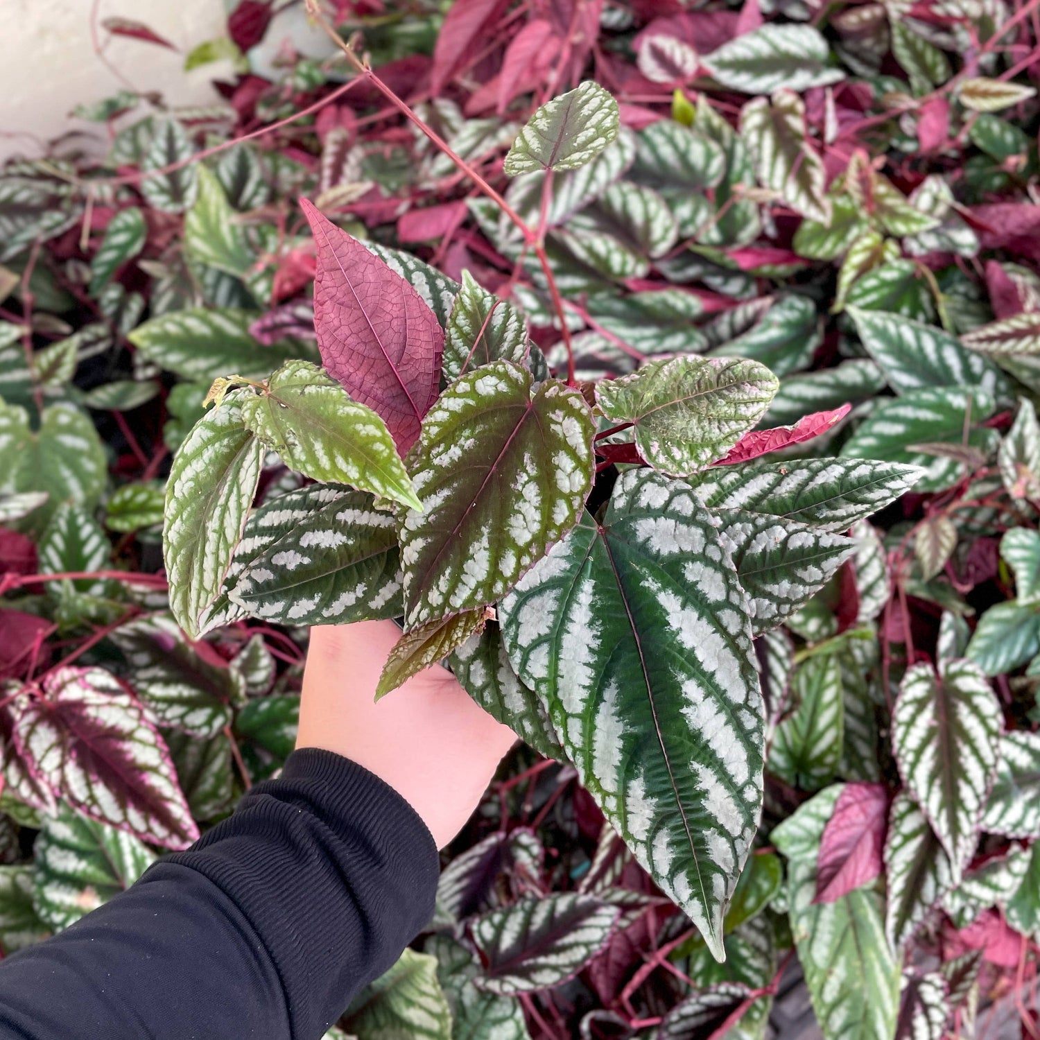 Rex Begonia Vine (Cissus Discolor) Rare Plant