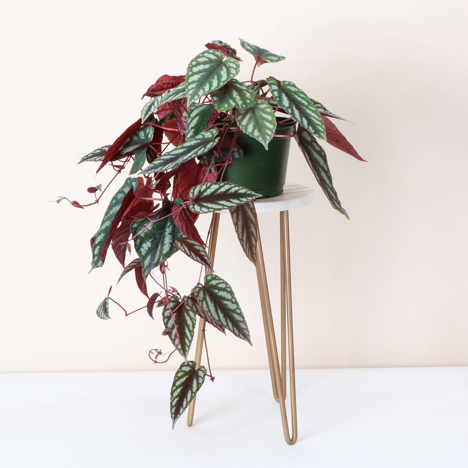 Rex Begonia Vine (Cissus Discolor) Rare Plant
