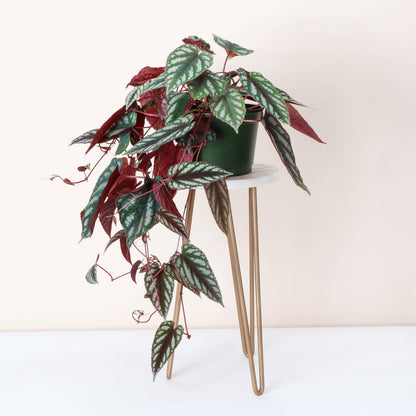 Rex Begonia Vine (Cissus Discolor) Rare Plant