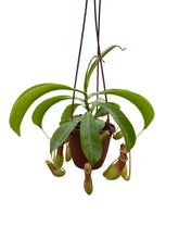  4-inch Nepenthes Alata tropical pitcher plant—a carnivorous beauty in a hanging basket. Add rainforest magic to your indoor plant collection today.