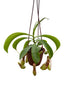  4-inch Nepenthes Alata tropical pitcher plant—a carnivorous beauty in a hanging basket. Add rainforest magic to your indoor plant collection today.