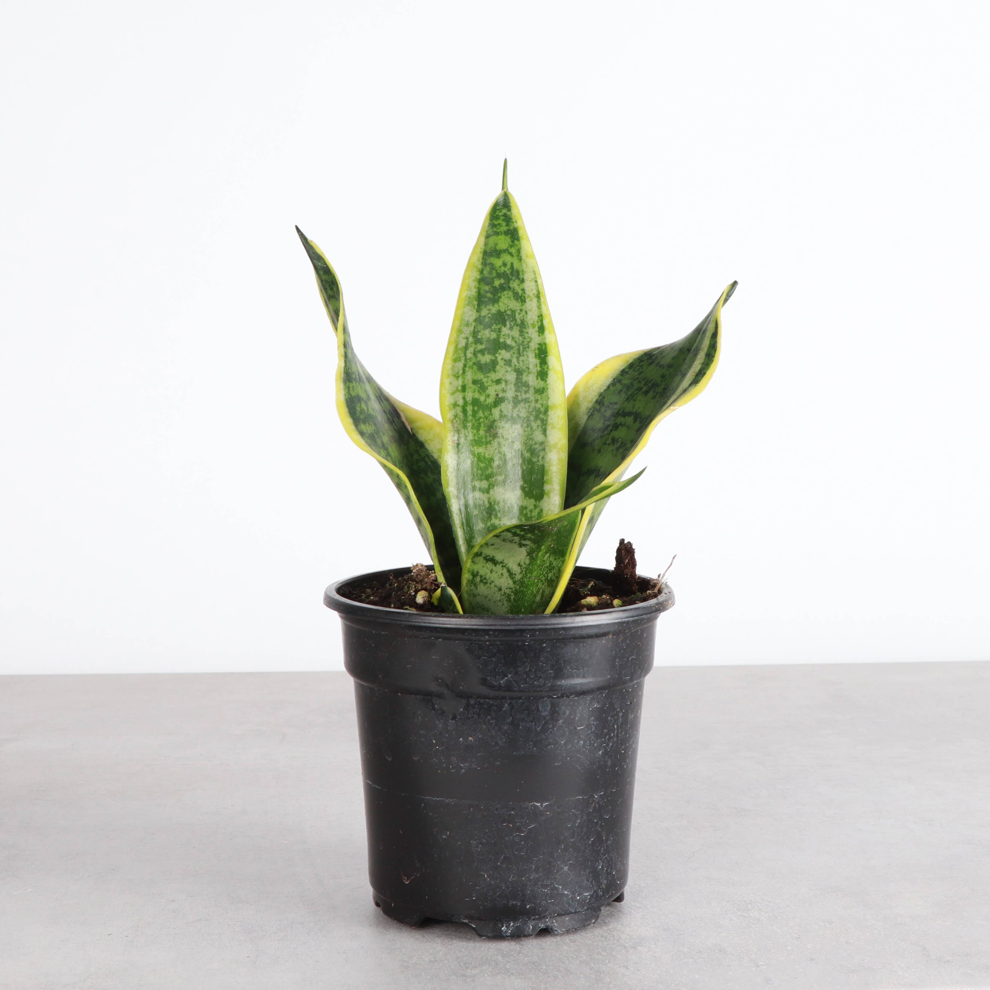 Variegated Laurentii Snake Plant (Dracaena trifasciata)