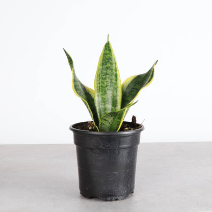 Variegated Laurentii Snake Plant (Dracaena trifasciata)
