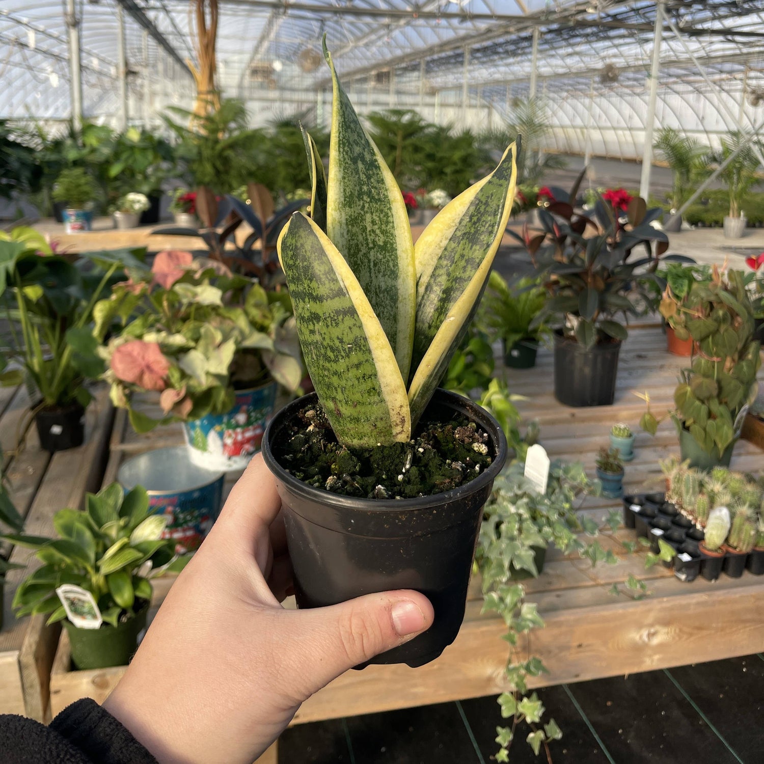 Variegated Laurentii Snake Plant (Dracaena trifasciata)