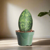 The Whale Fin Snake Plant is perfect for those seeking a hardy, low-maintenance plant with unique, statement-making leaves. Add this drought-tolerant beauty to your home and enjoy its minimal care needs and striking form!