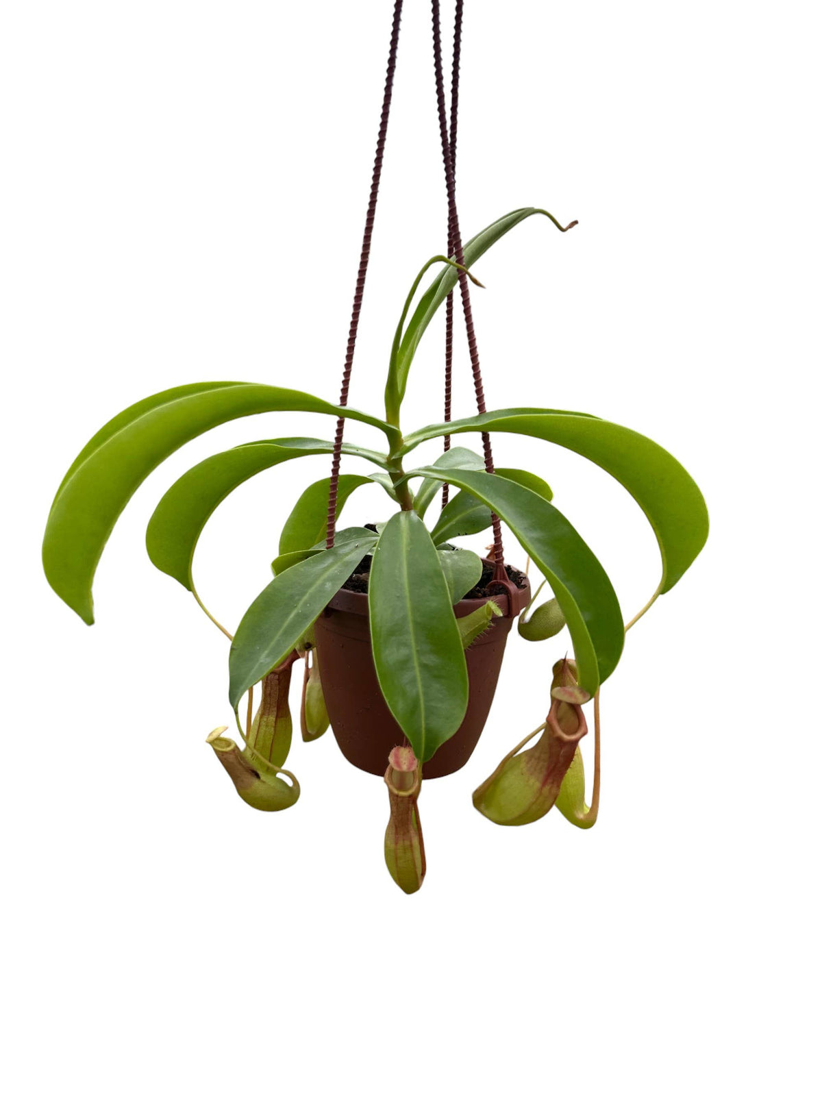 Flori-Design, Inc. - 4" Nepenthes - Growers Choice ALATA