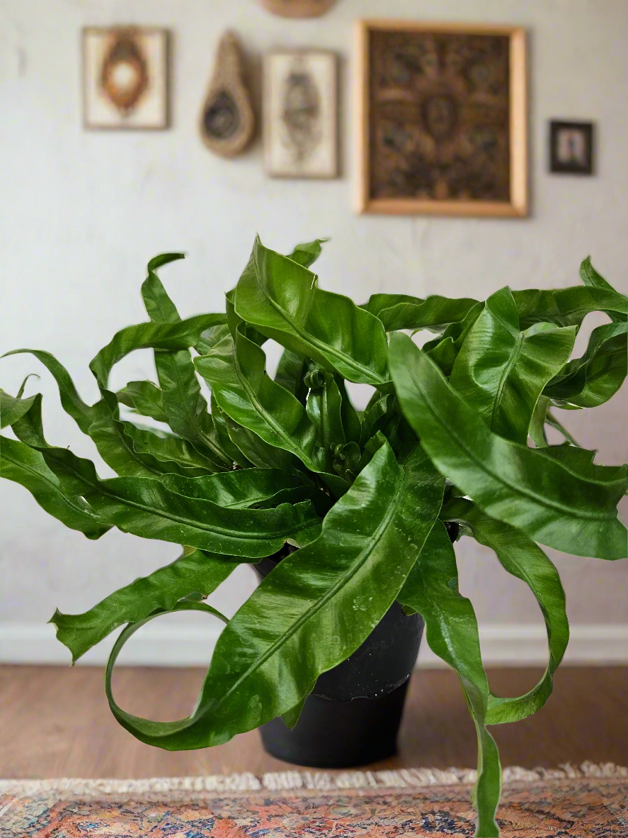 Asplenium antiquum &