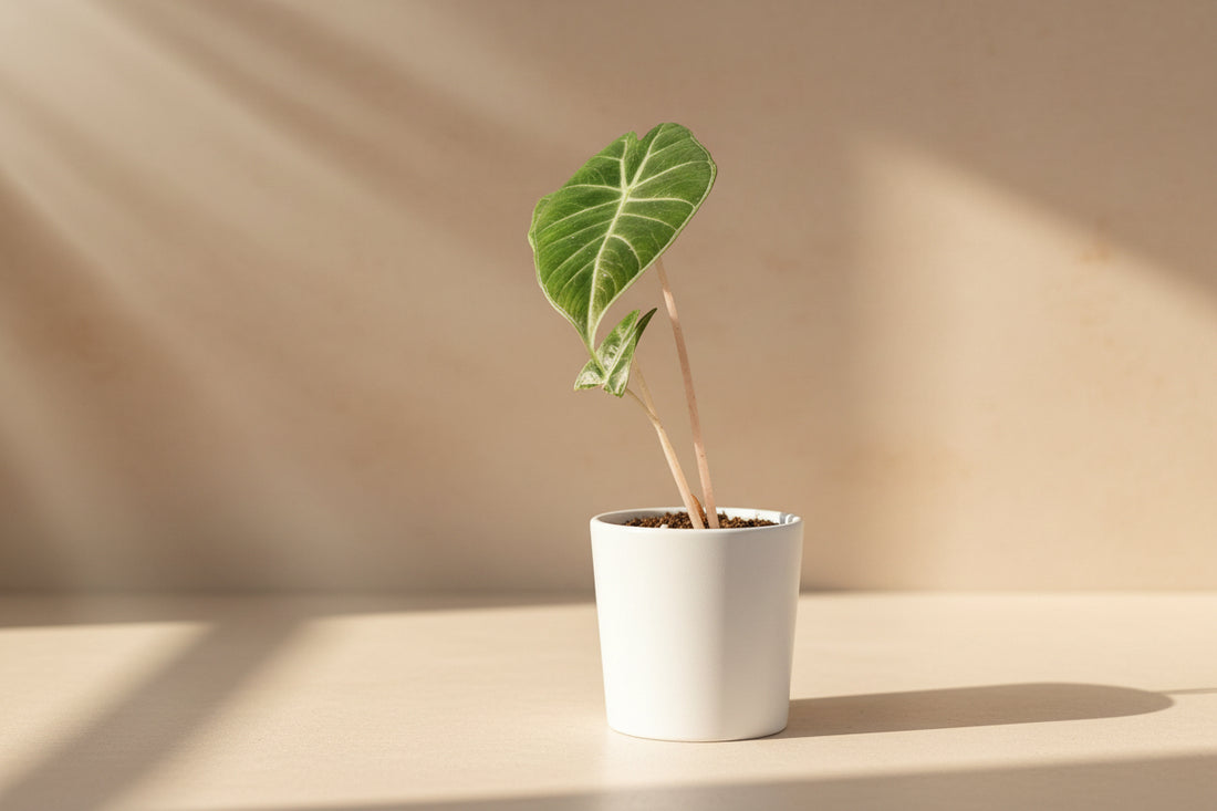 Rare and stunning, the Pink Princess Alocasia features bold pink variegation, glossy foliage, and tropical vibes—perfect for collectors and plant lovers