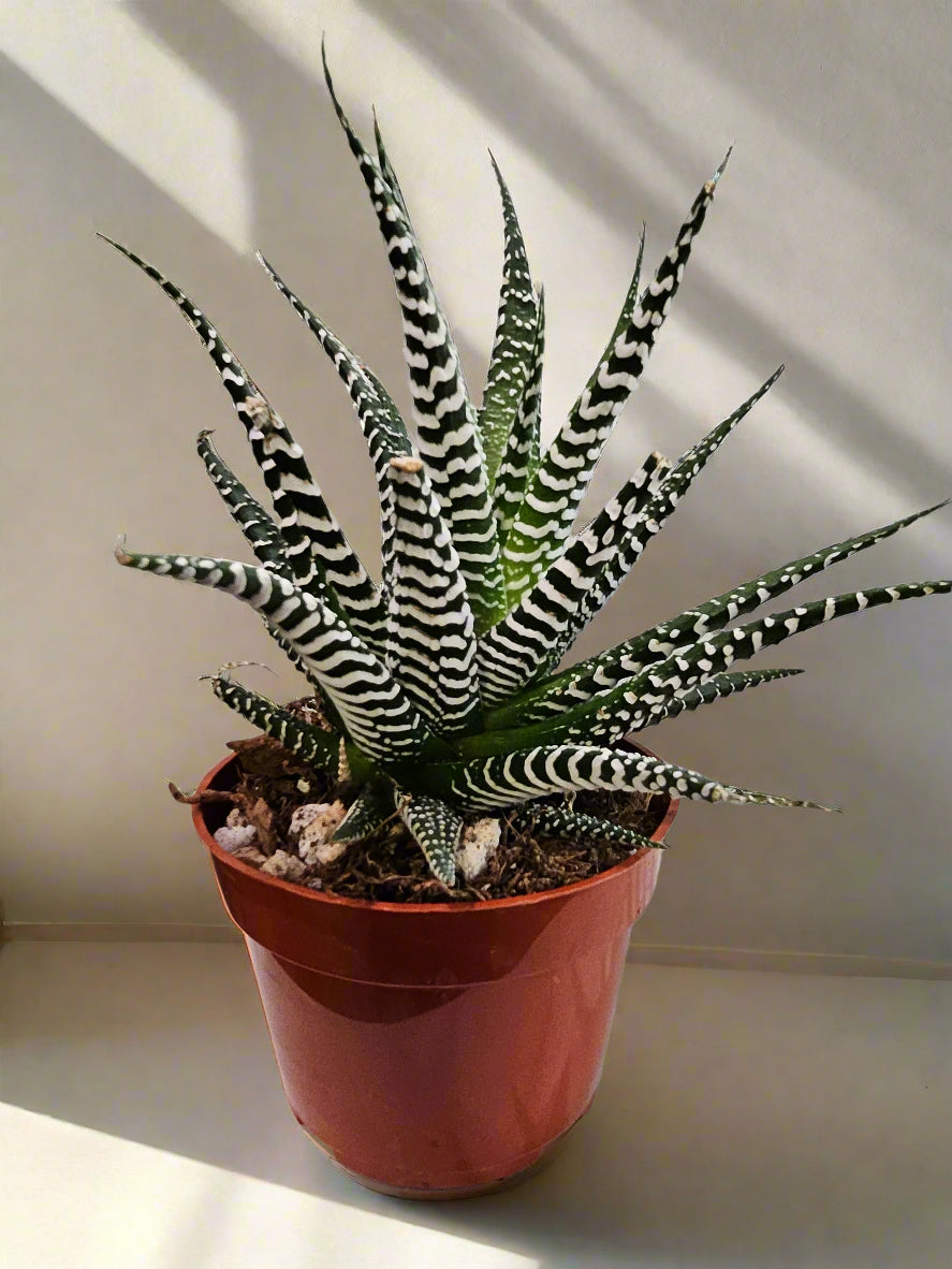 The Zebra Plant (Haworthia Fasciata) is a striking, low-maintenance succulent with bold white-striped leaves. Perfect for desks and shelves, it thrives in indirect light, requires minimal watering, and adds a modern touch to any space. Non-toxic and drought-tolerant, it’s an easy-care statement plant for any collection.
