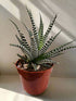 The Zebra Plant (Haworthia Fasciata) is a striking, low-maintenance succulent with bold white-striped leaves. Perfect for desks and shelves, it thrives in indirect light, requires minimal watering, and adds a modern touch to any space. Non-toxic and drought-tolerant, it’s an easy-care statement plant for any collection.