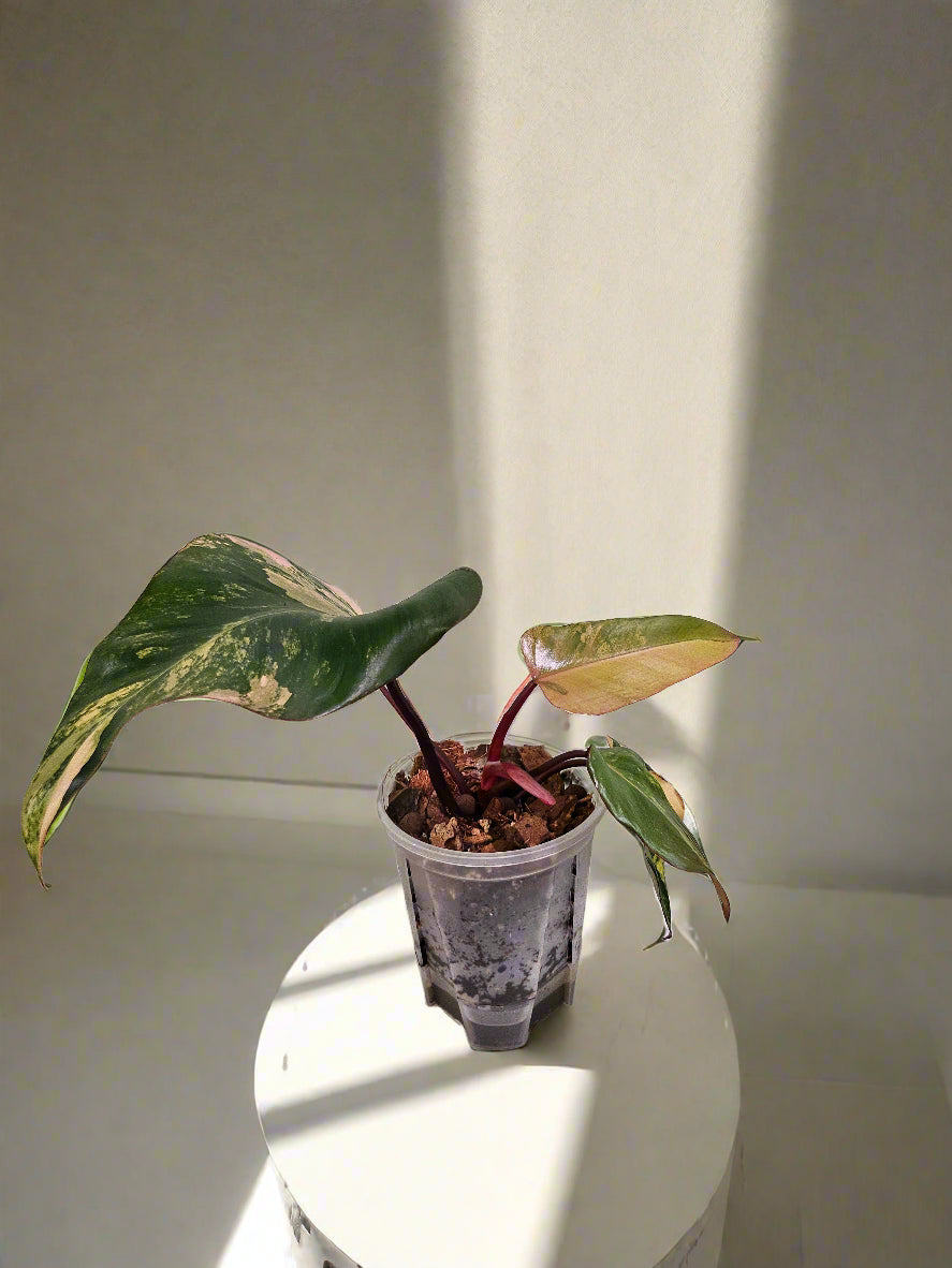 Philodendron Strawberry Shake stuns with pink, cream, and green variegation. A rare gem, it thrives in bright, indirect light—perfect for plant collectors