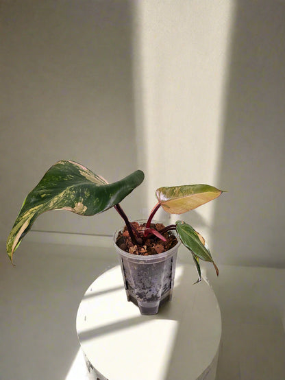Philodendron Strawberry Shake stuns with pink, cream, and green variegation. A rare gem, it thrives in bright, indirect light—perfect for plant collectors
