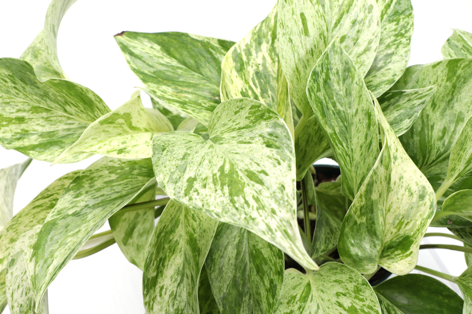 Marble Queen Pothos Plant (Epipremnum Aureum)