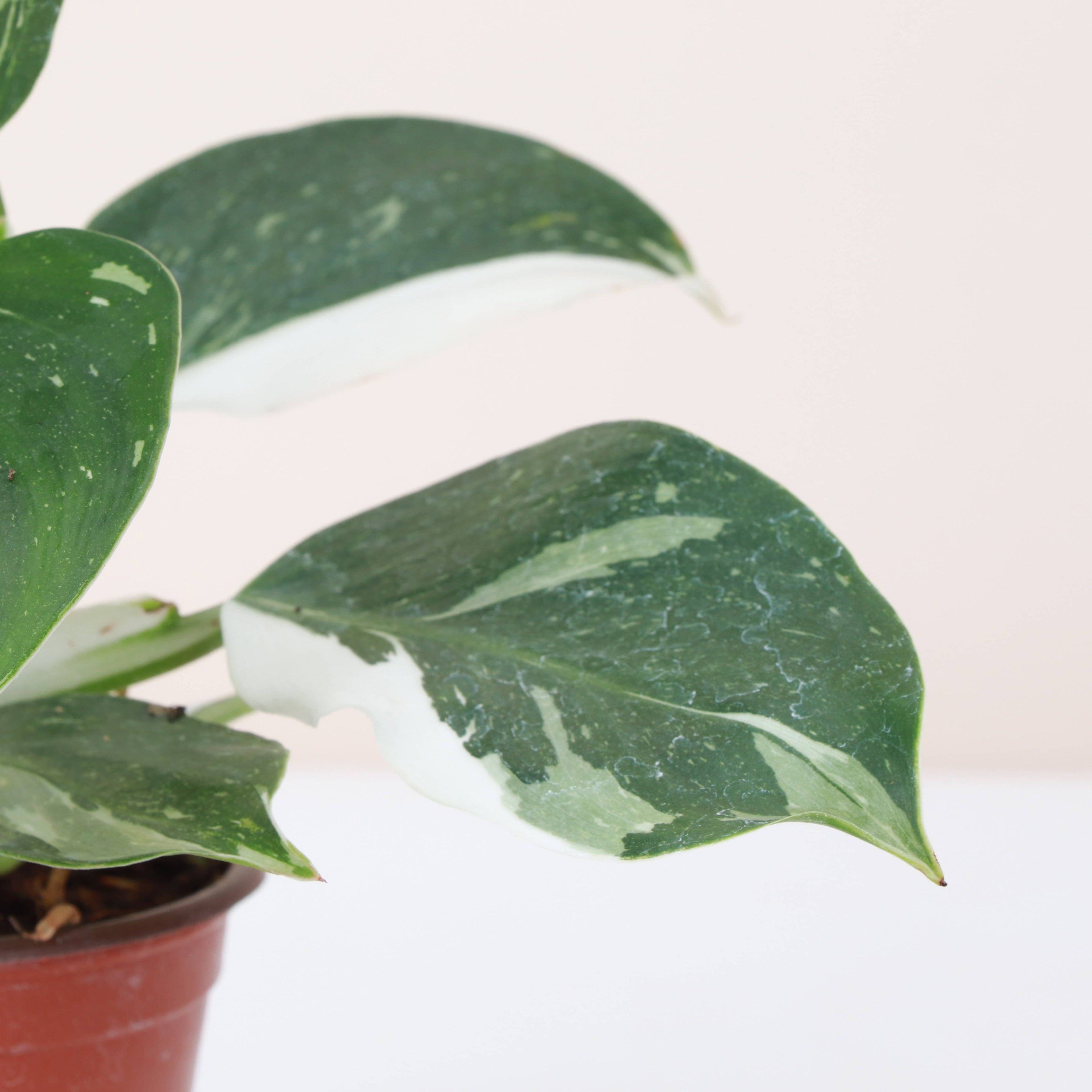 Philodendron White Wizard 4&quot; Rare Plant (Philodendron erubescens)
