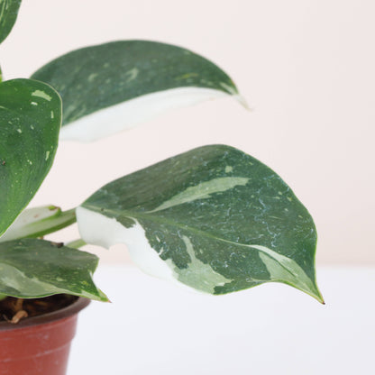 Philodendron White Wizard 4&quot; Rare Plant (Philodendron erubescens)